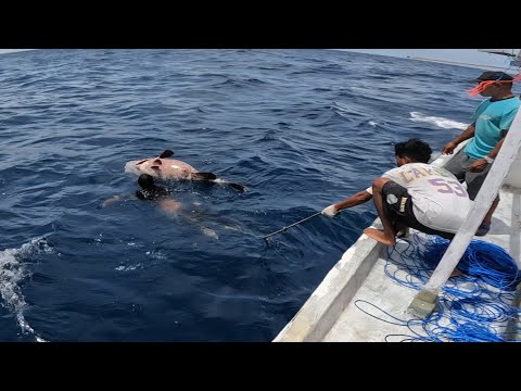 Amazing! It's scary to jump for a 150kg grouper!