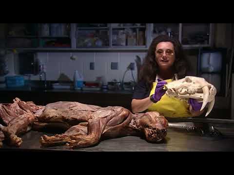 What REALLY Happened To The Sabre Tooth Tiger?