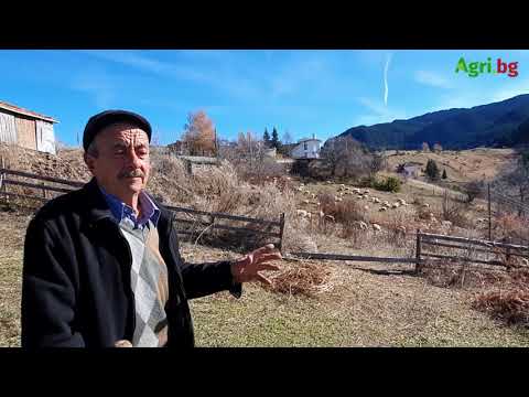 Бай Спас Седянков - порода Овчар