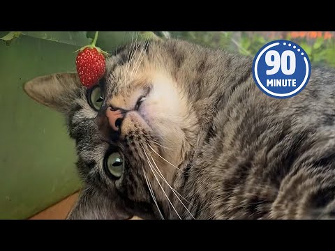 BEST PET VIDEOS 🤣 | 90 Minutes of the Funniest Shorts
