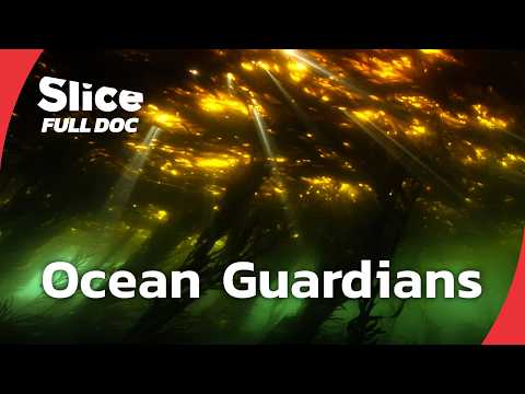 How a Small Mexican Village Rescued Its Sea | FULL DOCUMENTARY