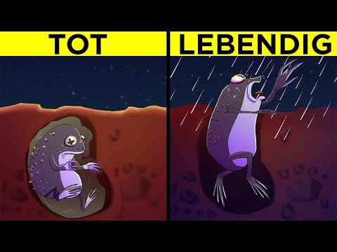 Die Erstaunlichsten Tiere Der Welt