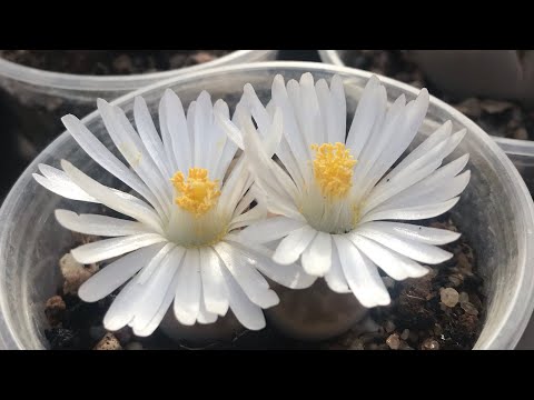 Как опылить Литопсы (Lithops) и получить семена. Размножение Литопсов.