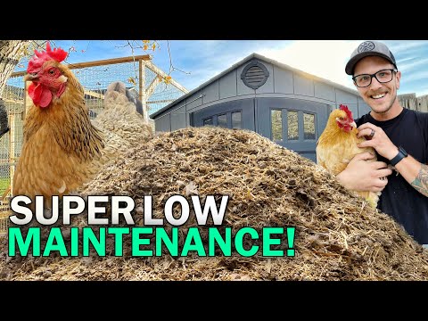 DEEP LITTER METHOD For Beginners! | EXTREMELY Low Maintenance Chicken Bedding!