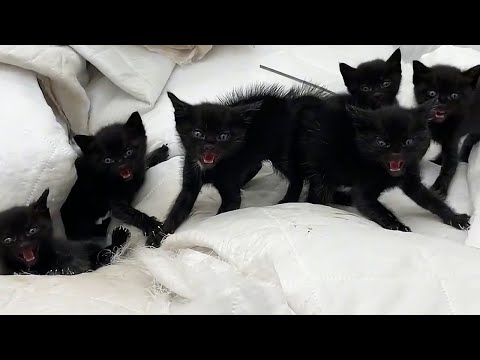 Oh my god, six fierce-looking kittens appeared in my warehouse - I was terrified!