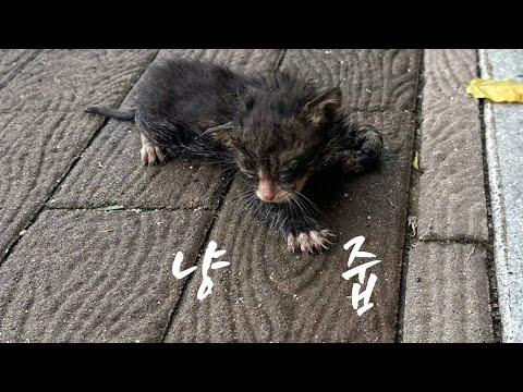 혼밥하러 가는 길에 홀딱 젖은 새끼 고양이를 주웠어요