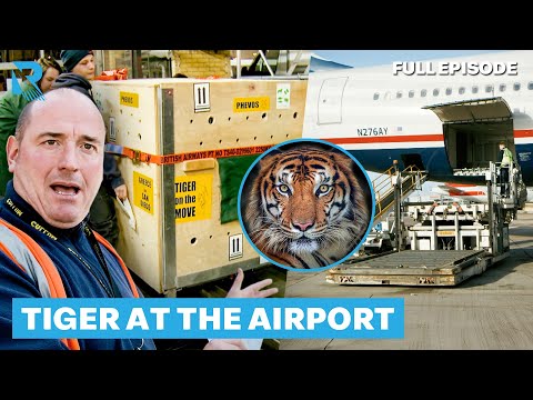 Staff Have To Deal With The Arrival Of A TIGER! | Heathrow: Britain's Busiest Airport | Full Episode