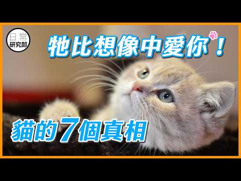 貓的7個看似討厭你的行為，其實另有原因！