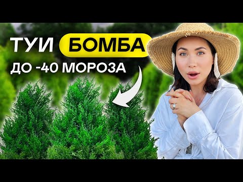 ПОСАДИЛ И ЗАБЫЛ! 12 самых НЕПРИХОТЛИВЫХ ТУЙ для 6 соток