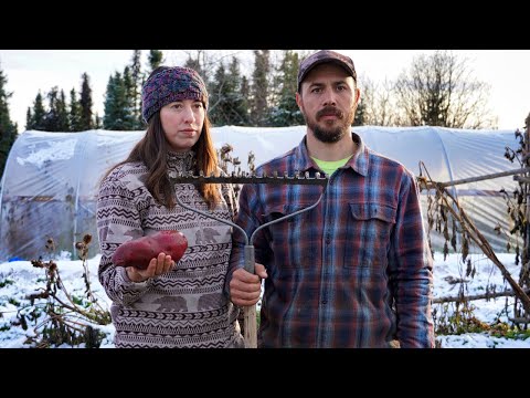 Potato Harvest | Life's A Garden - Dig It!