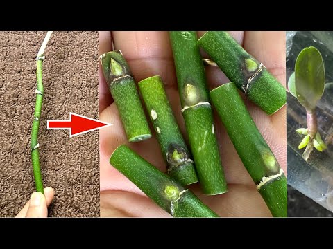 If you know this secret, you can propagate any orchid species.