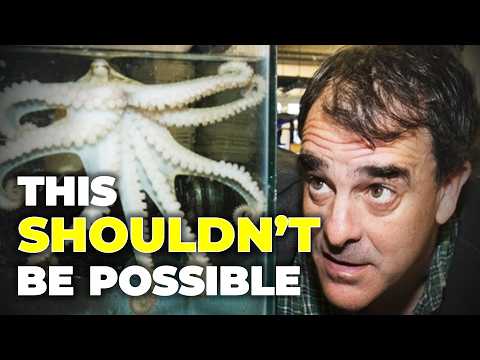 Octopus Are Doing Something Very Weird