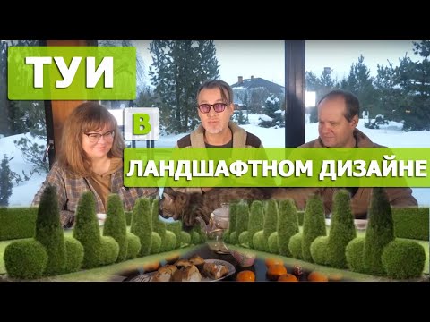 Туя западная: цвет, форма, сорта, место в саду