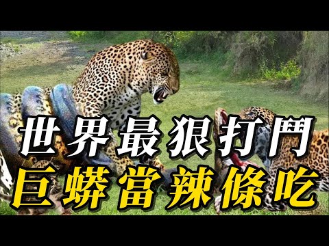 全世界最狠的10種動物打鬥，鱷魚都能被它生吞！14只獅子打不過一個它！第一名恐怖萬分，它竟輕鬆拿捏！#animals #野生动物 #科普 #涨知识 #动物 #寵物 #野生生物 #turtle