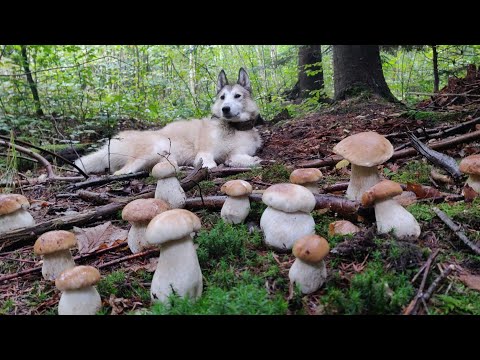 Наповнили БІЛИМИ ГРИБАМИ багажник удвох, 6 жовтня. Карпати