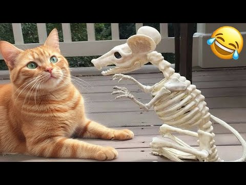 Intenta No Reír 😆 Los Animales Más Graciosos 😹🐶 Parte 2