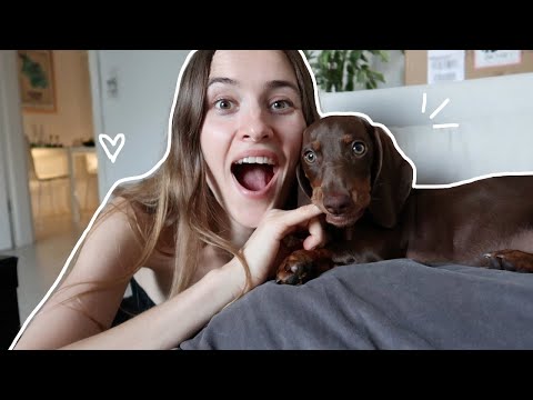 Первый месяц со щенком