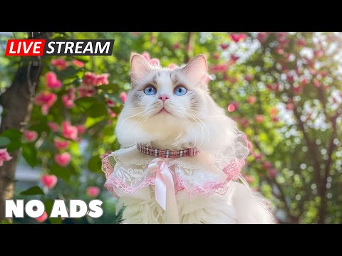 12 Hours of Healing Cat Music 🎶 Comforting Sounds to Help Your Cat Feel Safe & Happy 💖 NO ADS