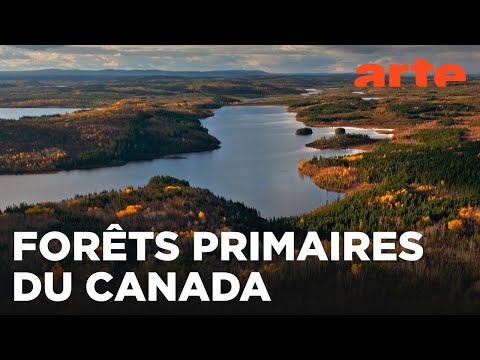 Le Québec boréal | Canada, la force de la nature | ARTE Évasion