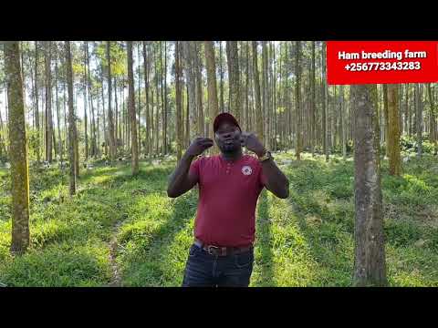 how farmers should utilise grasses under eucalyptus trees by hamiisi +256773343283