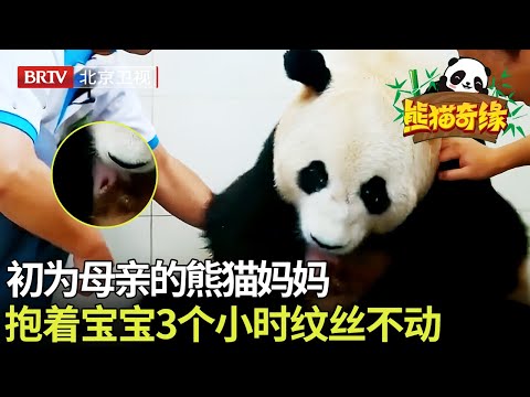 初为母亲的熊猫妈妈，抱着宝宝3个小时纹丝不动，满脸呆萌看得人心都化了！ 【熊猫奇缘】#熊猫#北京卫视 cute