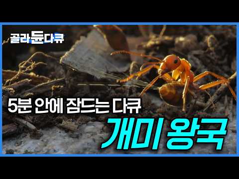 1년간 집요하게 촬영한 개미들의 왕위 찬탈 과정! 개미도 이렇게 성실하게 사는데...마치 인간 세상을 보는 듯 흥미진진한 개미의 세계｜자연다큐｜다큐프라임｜#골라듄다큐