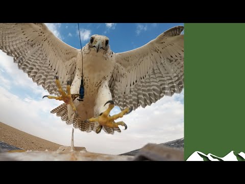 Racing falcons in Saudi Arabia