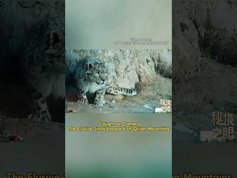 A Rare Sighting! Wild Snow Leopard in China’s Qilian Mountains #chinadocumentary #snowleopard