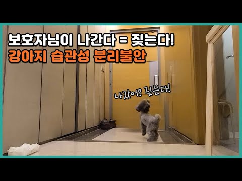 Puppy separation anxiety training isn't about suppressing anxiety and barking | Poodle Ato