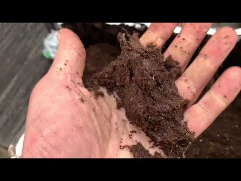 Propagation of raspberries by root.