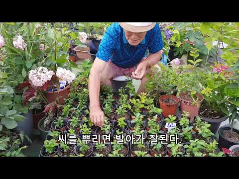 배롱나무(목백일홍)의 번식 - 종자로 다량 번식 혹은 봄, 여름에 삽목 - 원예사랑