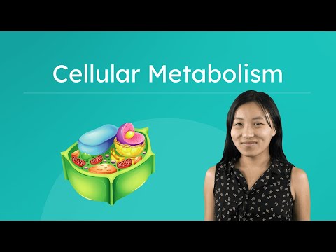 Cellular Metabolism - Photosynthesis and Cellular Respiration Explained