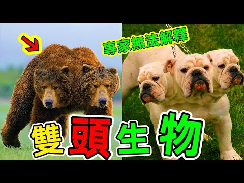 世界奇特的雙頭生物：第一名堪稱科學奇跡，就連專家都無法解釋#雙頭生物 #世界之最 #連體動物 #top10 #老王看世界 #腦洞大開 #冷知識