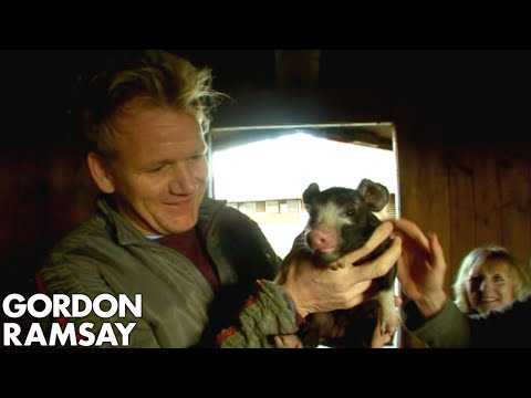 Gordon Ramsay Learns How To Raise Pigs For The F Word | The F Word Full Episode