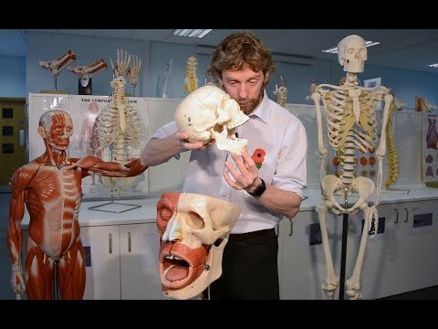 Temporomandibular joint & muscles of mastication