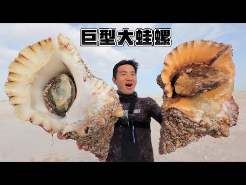 不敢想象，我居然挑战全网首抓/首吃"巴迪蛙螺"，挑战难度绝对5颗星！#赶海 #潜水 #抓龙虾 #蛙螺 #阿曼扇贝 #大海狼 #海鲜盲盒挑战