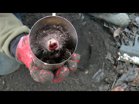 How to catch a mole. Mole catcher from a thermos.