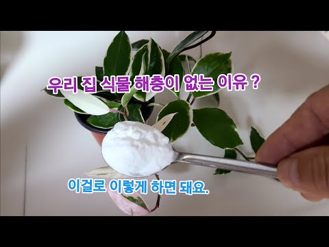 진딧물 응애 깍지 벌레" 없이 식물 키우는 비결 공개합니다 (이걸로 이렇게 하면. 벌레 한 마리 훨씬 도 못해요)