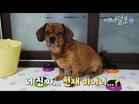 사람이야 개야? 주인이랑 대화하다 말문 터진 천재견 뭉이🐶｜KBS 무한리필 샐러드 200605 방송