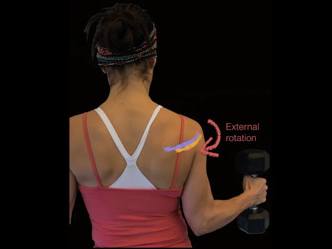Rotator cuff muscles and deltoid muscle