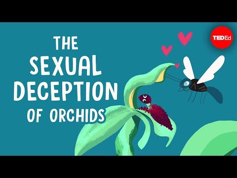 The sexual deception of orchids - Anne Gaskett