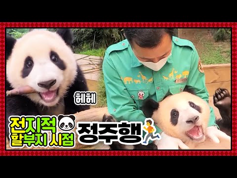 [전지적 할부지 시점 : 정주행] ep.112 아기 뚠빵이 시절부터 푸린세스가 되기까지! 전할시 몰아보기🐼 │ Panda World