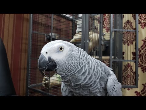 Попугай Рико ром это хуйня текила заебись