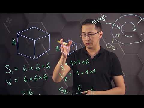 The effect of surface area to volume ratio on diffusion rate. Grade 10.
