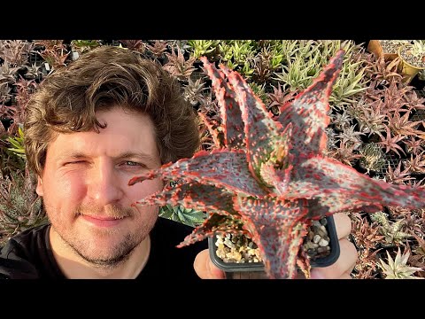 Georgy Aristov's Aloe Collection. Care, maintenance, propagation, and soil for these beautiful su...