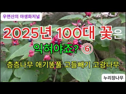 2025년 100대 꽃은 익혀야죠? ⑥ 층층나무 애기똥풀 고들빼기 고광나무