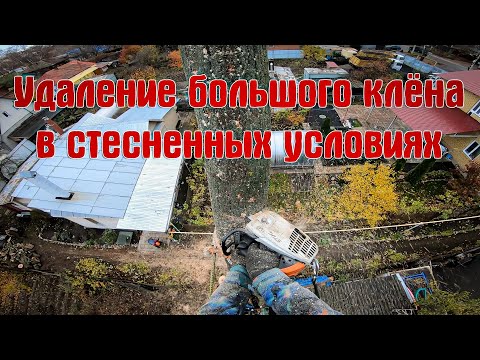 Аккуратный спил большого двуствольного клёна арбористом в стеснённых условиях