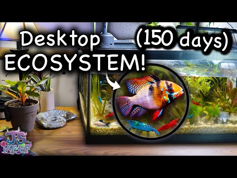 We Built a Desktop Ecosystem! (150 Day Evolution)