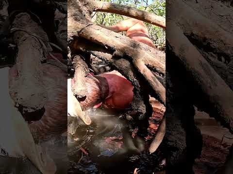 GIANT MUDCRAB Caught In Murky Hole