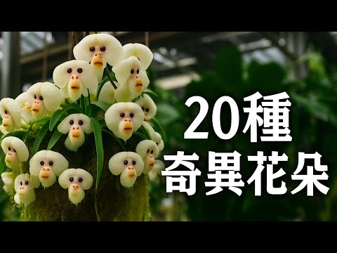 世界上最怪異的20種花朵，有的像人臉，有的像動物